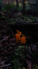 Calocera