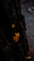 Calocera