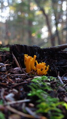 Calocera