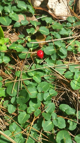 partridgeberry (Mitchella repens)
