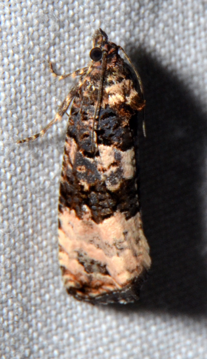 Endothenia melanosticta