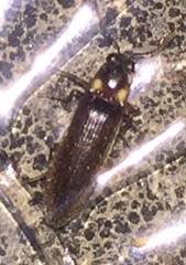 Phanophorus perspicax