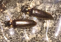 Phanophorus perspicax