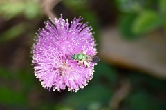 Mimosa strigillosa