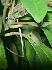 Eleutherodactylus coqui