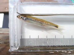 Notropis rubellus