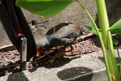 Gallinula tenebrosa tenebrosa