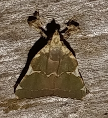 Parachma rufoflavalis