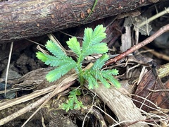 Selaginella willdenowii