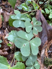 Oxalis oregana