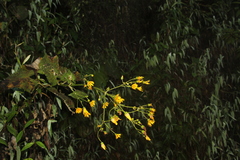 Munnozia