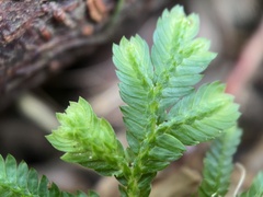Selaginella willdenowii