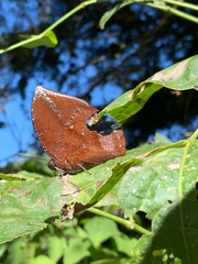 Memphis moruus