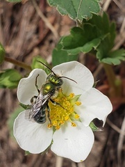 Hoplitis fulgida