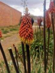 Kniphofia uvaria