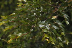 Nothofagus