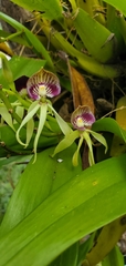 Prosthechea cochleata