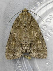 Acronicta