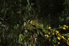 Munnozia