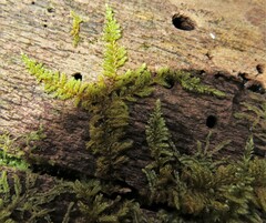 Callicladium imponens