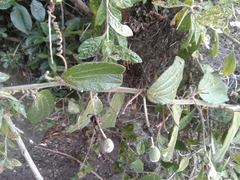 Passiflora bogotensis