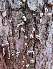 Aleurodiscus oakesii