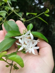 Jasminum elongatum