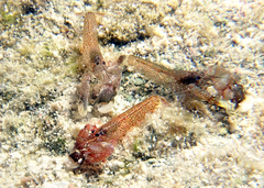Alpheidae