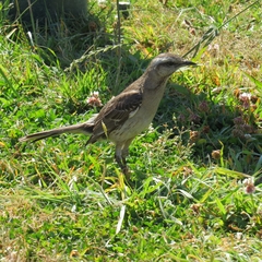 Mimus thenca