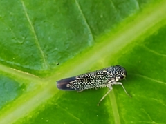 Macugonalia cavifrons