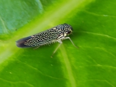 Macugonalia cavifrons