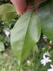 Jasminum elongatum