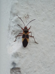 Oncopeltus unifasciatellus