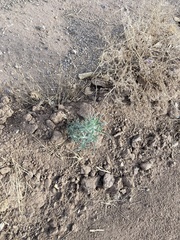 Johnstonella angustifolia