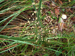 Lomandra ramosissima