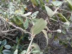 Passiflora bogotensis