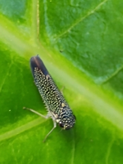 Macugonalia cavifrons