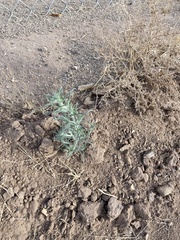 Johnstonella angustifolia