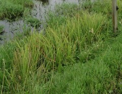 Carex sinclairii