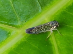 Macugonalia cavifrons