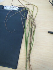 Carex sinclairii