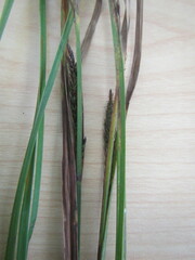 Carex sinclairii