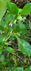 Coprosma hirtella