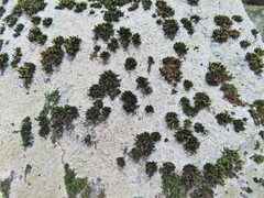 Orthotrichum anomalum