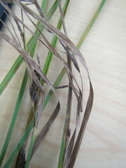 Carex sinclairii