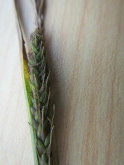 Carex sinclairii