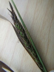 Carex sinclairii