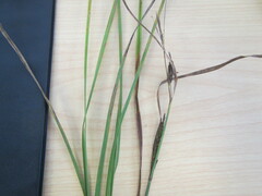 Carex sinclairii