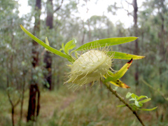 Gomphocarpus