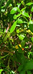 Coprosma hirtella
